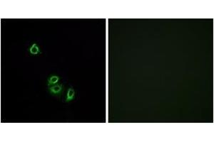 Immunofluorescence analysis of A549 cells, using OR2L5 Antibody. (OR2L5 antibody  (AA 241-290))