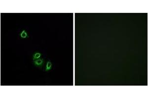 Immunofluorescence analysis of A549 cells, using OR2L5 Antibody.