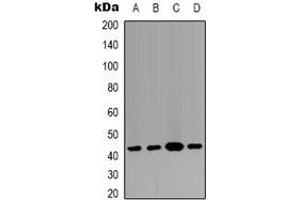 Western blot analysis of p38 expression in HEK293T (A), Raw264. (MAPK14 antibody)