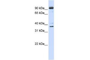 WB Suggested Anti-NCBP1 Antibody Titration:  0.
