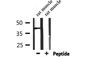 Western blot analysis of extracts from rat muscle, using AGTR1 Antibody. (Angiotensin II Type-1 Receptor antibody  (N-Term))