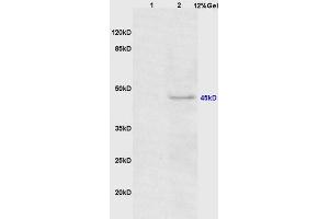 Lane 1: mouse mouse lysates Lane 2: mouse heart lysates probed with Anti Phospho-CEBP alpha (Thr222/226) Polyclonal Antibody, Unconjugated (ABIN683563) at 1:200 in 4 °C. (CEBPA antibody  (pThr226))