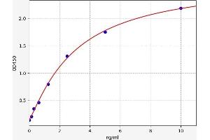 CYP1B1 ELISA Kit