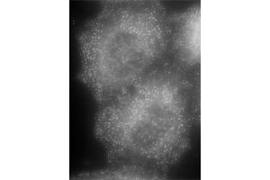 Immunocytochemistry (ICC) image for anti-Adaptor-Related Protein Complex 2, alpha 1 Subunit (AP2A1) (AA 706-727) antibody (ABIN5539681)