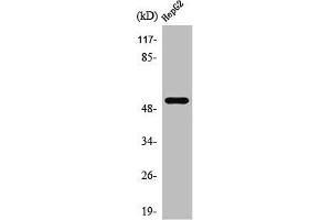 Western Blot analysis of HepG2 cells using PRPH Polyclonal Antibody (Peripherin antibody  (C-Term))