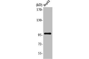 Western Blot analysis of HuvEc cells using Topo IIIβ-1 Polyclonal Antibody (TOP3B antibody  (N-Term))