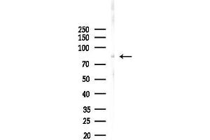 anti-Sp3/4 antibody