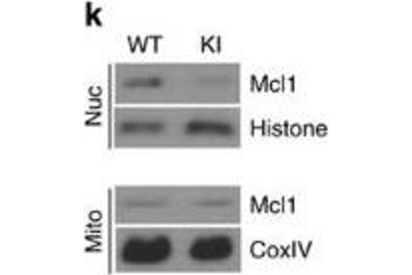 MCL-1 antibody  (Internal Region)