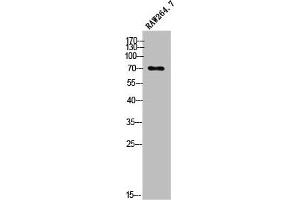 Western Blot analysis of RAW264. (OLFML2A antibody  (Internal Region))