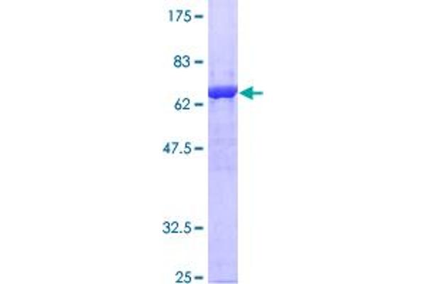 Annexin a1 Protein (AA 1-346) (GST tag)