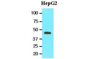 Cell lysates of HepG2 (20 ug) were resolved by SDS-PAGE, transferred to nitrocellulose membrane and probed with anti-human MAT2A (1:1000). (MAT2A antibody  (AA 1-395))