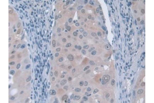 GFM1 antibody  (AA 1-158)