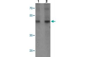 Western blot analysis of WIPI1 in rat colon tissue with WIPI1 polyclonal antibody  at (1) 1 and (2) 2 ug/mL. (WIPI1 antibody  (C-Term))