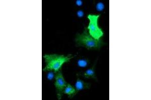 Anti-HDAC6 mouse monoclonal antibody (ABIN2453924) immunofluorescent staining of COS7 cells transiently transfected by pCMV6-ENTRY HDAC6 (RC209649). (HDAC6 antibody)