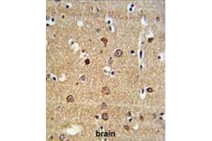 ADAM19 Antibody (Center) IHC analysis in formalin fixed and paraffin embedded brain tissue followed by peroxidase conjugation of the secondary antibody and DAB staining.