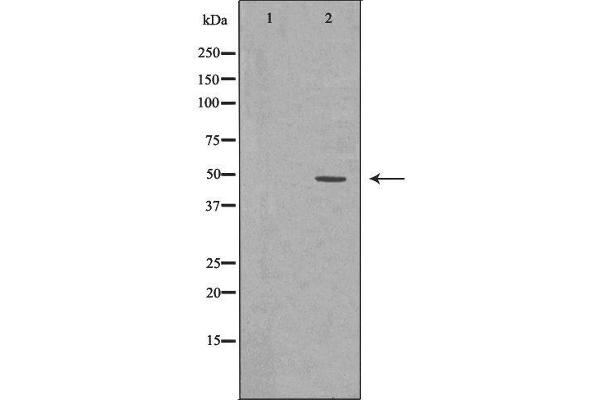 RAD52 antibody  (Internal Region)