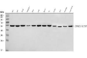 Western blot analysis of TIP49A/RUVBL1 using anti-TIP49A/RUVBL1 antibody (ABIN7599928).