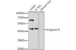 Western blot analysis of extracts of various cell lines using Caspase-9 Polyclonal Antibody at dilution of 1:300. (Caspase 9 antibody)