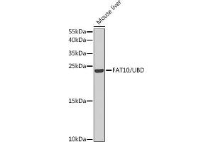 Western blot analysis of extracts of mouse liver, using F/F/UBD antibody (ABIN6131598, ABIN6149778, ABIN6149780 and ABIN6221159) at 1:1000 dilution.