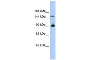 Image no. 1 for anti-Hypothetical MGC50722 (MGC50722) (AA 71-120) antibody (ABIN6743933) (MGC50722 antibody  (AA 71-120))