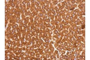 IHC-P Image GSTP1 antibody [N1N2], N-term detects GSTP1 protein at cytosol on mouse liver by immunohistochemical analysis. (GSTP1 antibody  (N-Term))