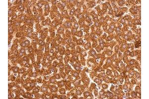 IHC-P Image GSTP1 antibody [N1N2], N-term detects GSTP1 protein at cytosol on mouse liver by immunohistochemical analysis. (GSTP1 antibody  (N-Term))