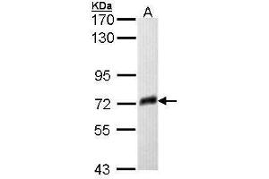 WB Image Sample (30 ug of whole cell lysate) A: Molt-4 , 7. (Prosaposin antibody)