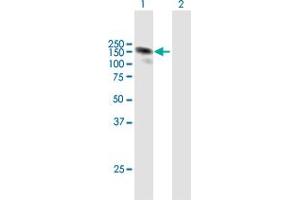 Western Blot analysis of PDZRN3 expression in transfected 293T cell line by PDZRN3 MaxPab polyclonal antibody.