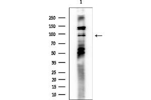 anti-NEL-Like 2 (Chicken) (NELL2) antibody