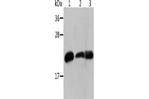 Western Blotting (WB) image for anti-Crystallin, alpha B (CRYAB) antibody (ABIN2429130) (CRYAB antibody)