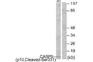 Western blot analysis of extracts from 293 cells, treated with etoposide (25uM, 1hour), using CASP5 (p10, Cleaved-Ser331) antibody. (CASP5 antibody  (Cleaved-Ser331, Subunit p10))