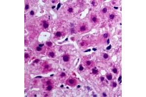 Immunohistochemistry (IHC) image for anti-Cytochrome B5 Type A (Microsomal) (CYB5A) (Center) antibody (ABIN7295426)