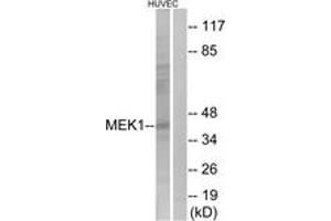 Western blot analysis of extracts from HuvEc cells, using MEK1 (Ab-298) Antibody.