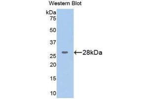 Western Blotting (WB) image for anti-Glucose-6-Phosphate Isomerase (GPI) (AA 263-475) antibody (ABIN1859057) (GPI antibody  (AA 263-475))