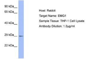 Host: Rabbit Target Name: EMG1 Sample Type: THP-1 Whole Cell lysates Antibody Dilution: 1. (EMG1 antibody  (C-Term))