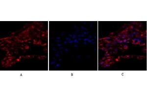 Immunofluorescence analysis of human lung tissue. (alpha Tubulin antibody  (AA 380-460))