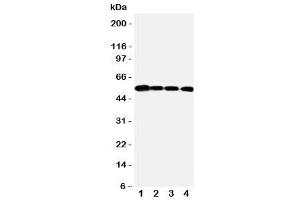Western blot testing of MMP24 antibody and Lane 1:  PANC (MMP24 antibody  (N-Term))