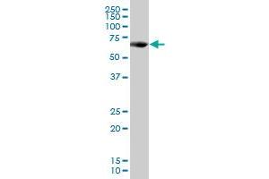 PCK1 MaxPab polyclonal antibody. (PCK1 antibody  (AA 1-622))