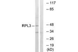 Western blot analysis of extracts from HT-29 cells, using RPL3 Antibody. (RPL3 antibody  (AA 211-260))