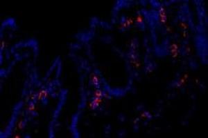 Immunofluorescent analysis of paraformaldehyde-fixed mouse rectum using FAM135B (ABIN7073910) at dilution of 1: 1000 (FAM135B antibody)