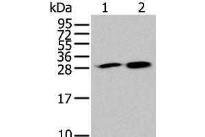 Western blot analysis of 293T and 231 cell lysates using HDHD2 Polyclonal Antibody at dilution of 1:400 (HDHD2 antibody)