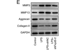 Western blot analysis showed that Fxyd5 knockdown reversed the LPS-induced ECM degradation in ATDC5 cells, as supported by MMP3 and MMP13 downregulation and aggrecan and collagen II upregulation in the shFxyd5 group compared with the shNC group. (Aggrecan antibody  (AA 34-147))