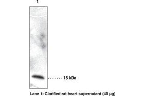 RBP7 antibody