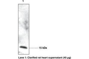 Image no. 1 for anti-Retinol Binding Protein 7, Cellular (RBP7) antibody (ABIN2450401) (RBP7 antibody)