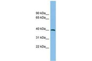 Image no. 1 for anti-Alcohol Dehydrogenase 5 (Class III), chi Polypeptide (ADH5) (C-Term) antibody (ABIN6744917)