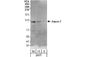 anti-Ataxin 7 (ATXN7) (AA 842-892) antibody