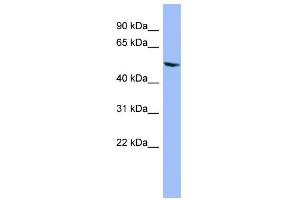WB Suggested Anti-CYP2D6 Antibody Titration:  0. (CYP2D6 antibody  (Middle Region))