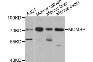 Western blot analysis of extracts of various cell lines, using MCMBP antibody.