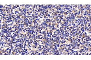 Immunohistochemistry (IHC) image for anti-Cytochrome C, Somatic (CYCS) (AA 5-100) antibody (ABIN7428371)