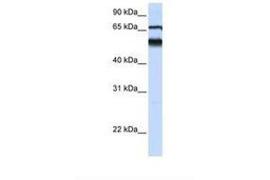 Image no. 1 for anti-Atlastin GTPase 3 (ATL3) (AA 362-411) antibody (ABIN6739460) (ATL3 antibody  (AA 362-411))